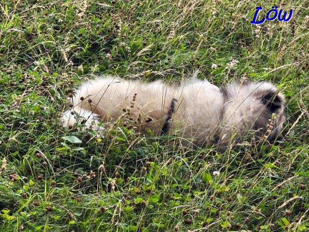 14.7.2025 - Es wird gew&auml;lzt